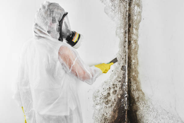 Best Industrial Mold Remediation in Untain Grove, MO