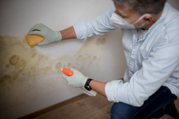Best Emergency Mold Remediation in Untain Grove, MO