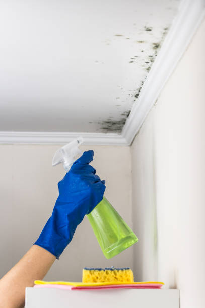 Best DIY Mold Remediation Support Services in Untain Grove, MO